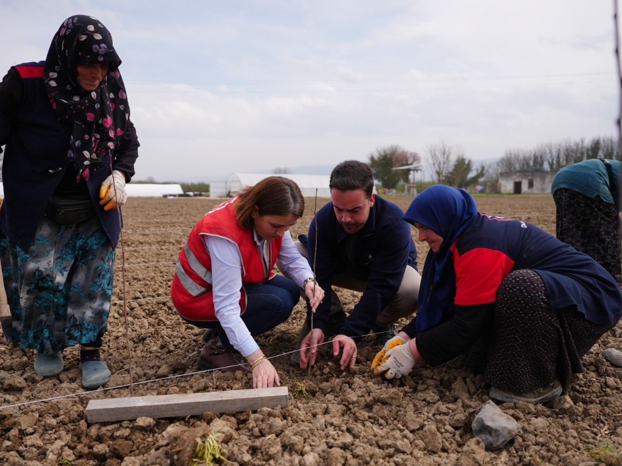 Düzce Serada Üretilen Bitkiler Yeşil Alanları Süsleyecek - Sayfa 1
