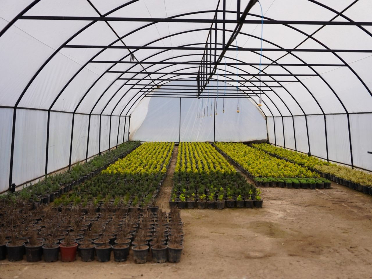 Düzce Serada Üretilen Bitkiler Yeşil Alanları Süsleyecek - Sayfa 2