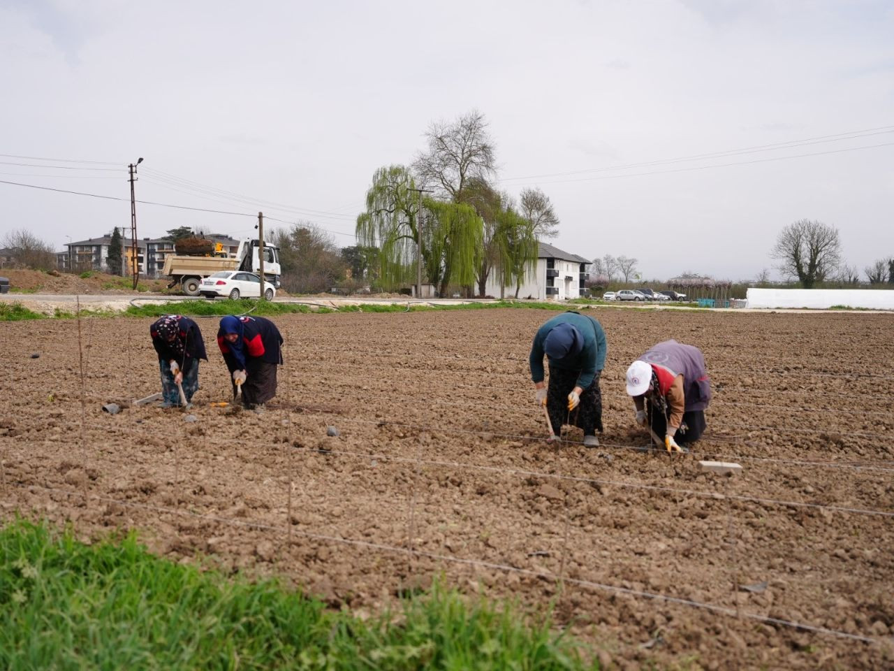 Düzce Serada Üretilen Bitkiler Yeşil Alanları Süsleyecek - Sayfa 4