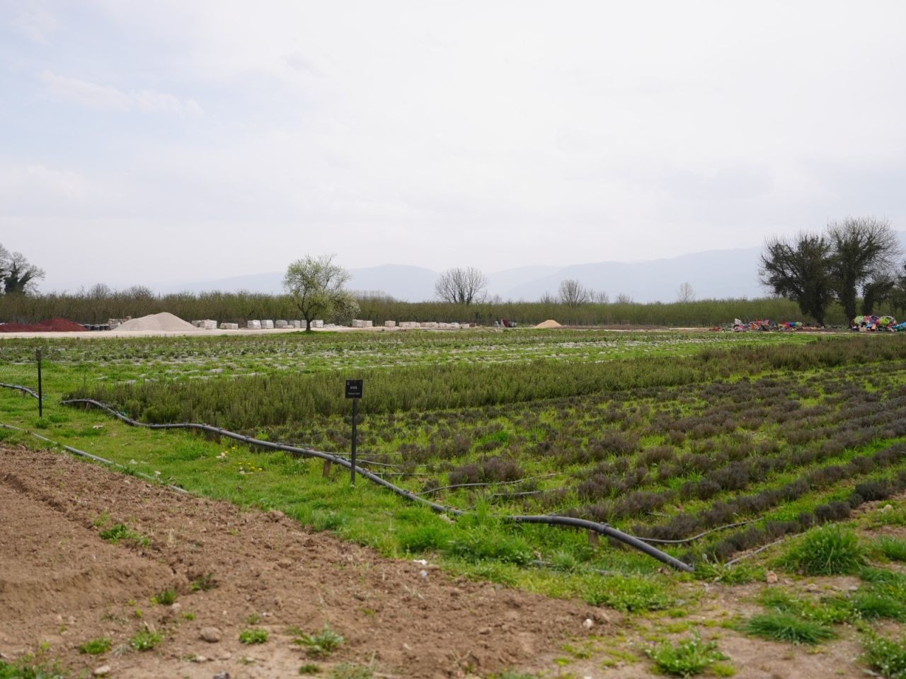 Düzce Serada Üretilen Bitkiler Yeşil Alanları Süsleyecek - Sayfa 5