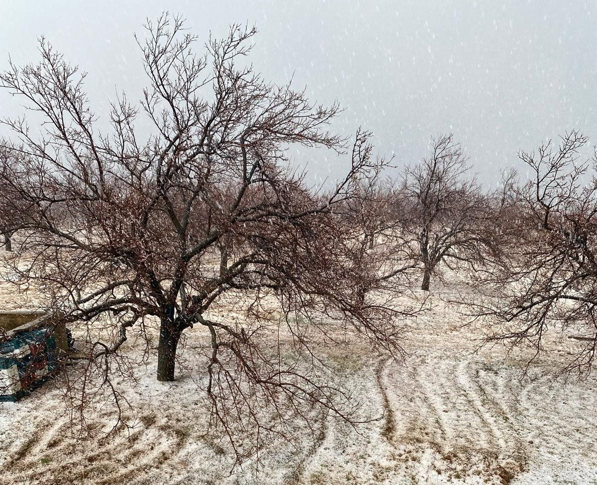 Pütürge’de Dolu Yağışı Kayısı Bahçelerine Büyük Zarar Verdi - Sayfa 2