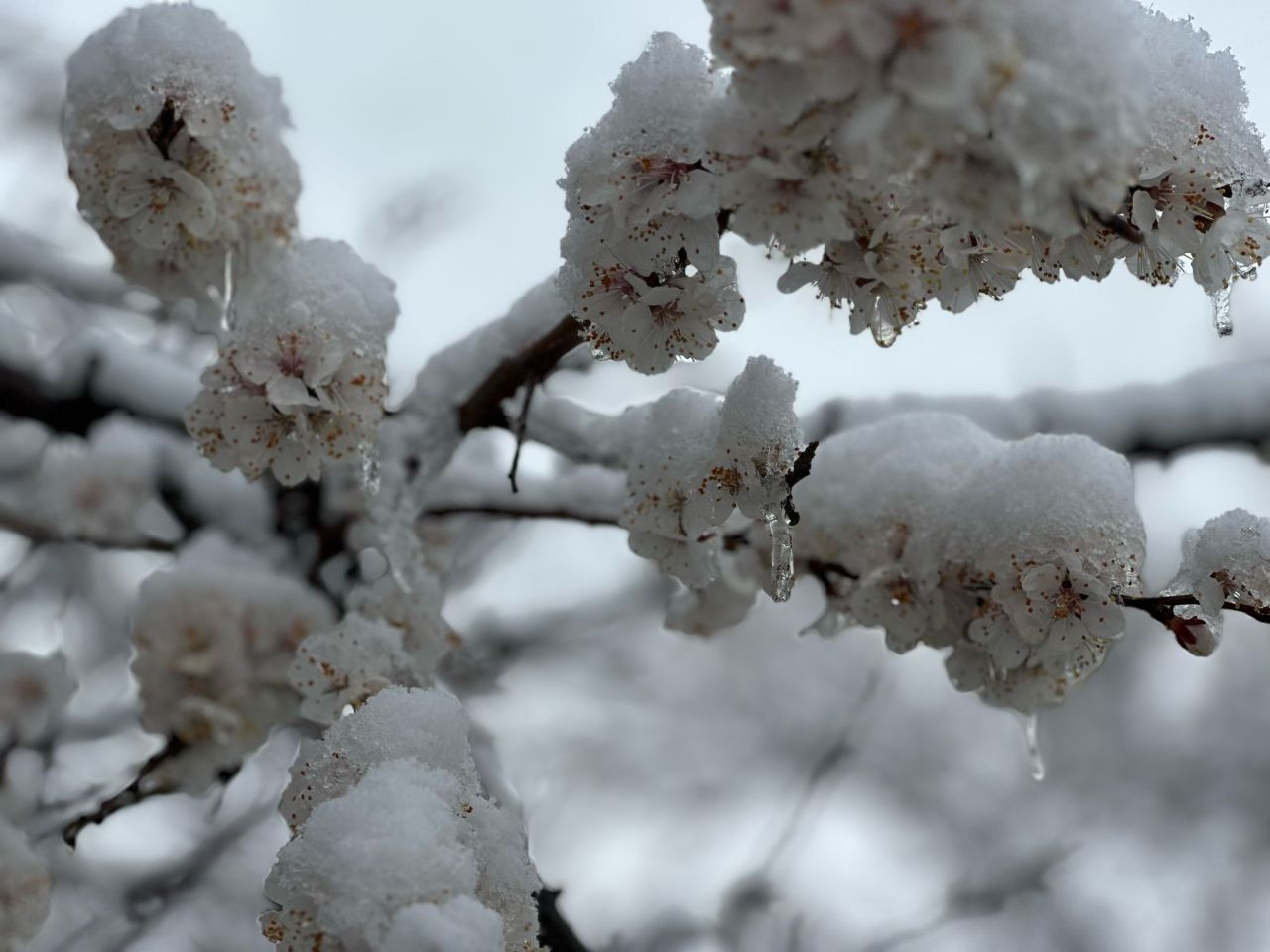 Malatya'da Kayısı Bahçeleri Don Tehlikesiyle Karşı Karşıya - Sayfa 7