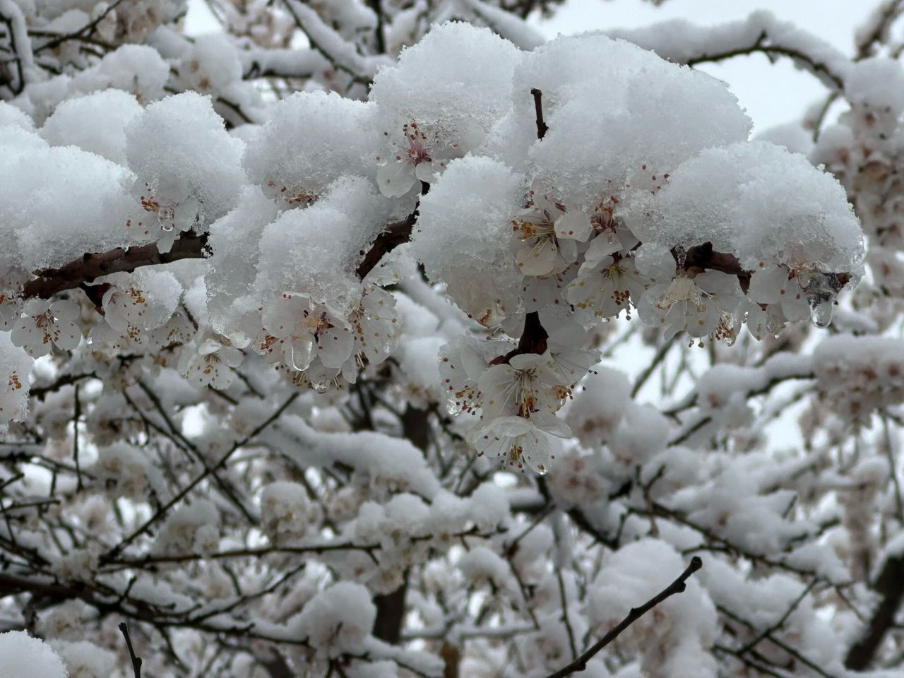 Malatya'da Kayısı Bahçeleri Don Tehlikesiyle Karşı Karşıya - Sayfa 9