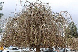 Baharın Müjdecisi ‘Söğüt Ağaçları’ Yeşermeye Başladı - Sayfa 2