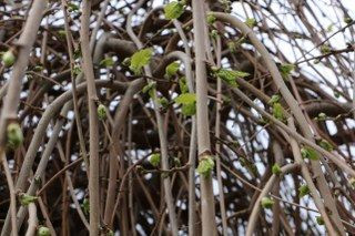 Baharın Müjdecisi ‘Söğüt Ağaçları’ Yeşermeye Başladı - Sayfa 3
