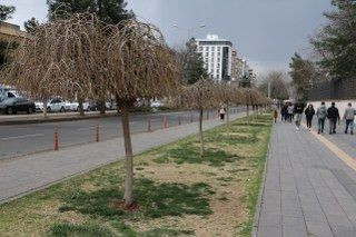 Baharın Müjdecisi ‘Söğüt Ağaçları’ Yeşermeye Başladı - Sayfa 4