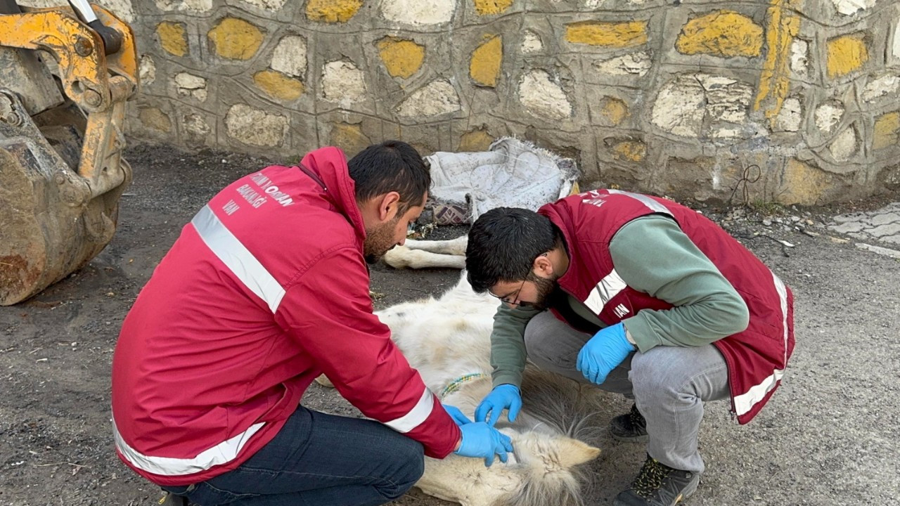 Van’da Açlık Ve Yorgunluktan Yığılan Katır, Vatandaşların Duyarlılığıyla Kurtarıldı