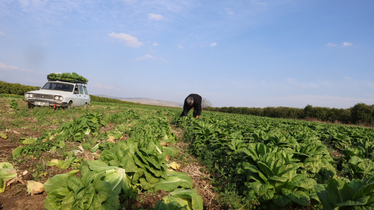 Tarlada 5 TL, Manavda 30 TL: Üreticinin Marul İsyanı
