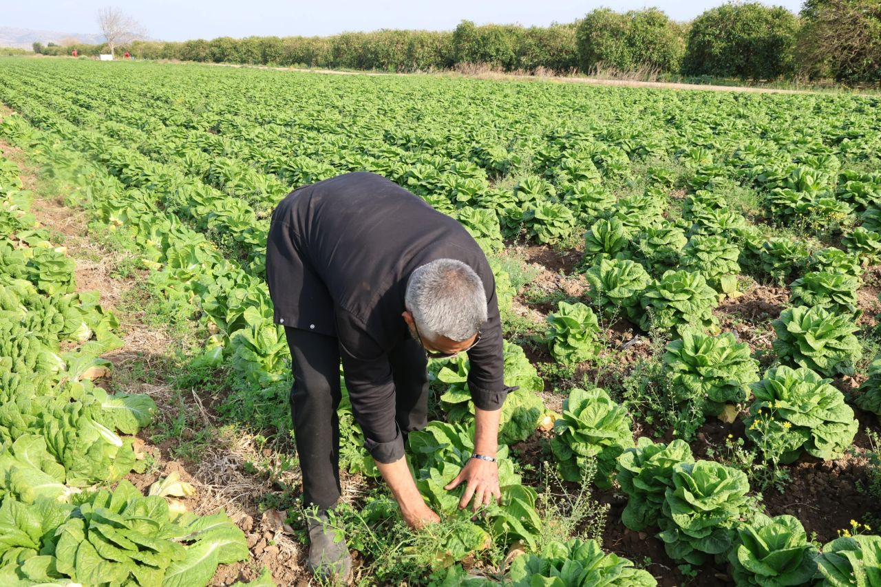 Tarlada 5 TL, Manavda 30 TL: Üreticinin Marul İsyanı - Sayfa 7