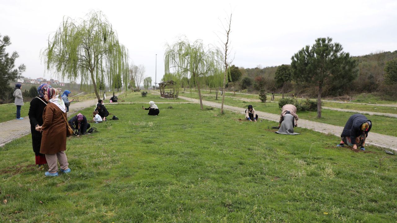 Ferizli'de Orman Haftası Coşkusu: Kaymakam ve Başkan Fidanları Toprakla Buluşturdu! - Sayfa 9