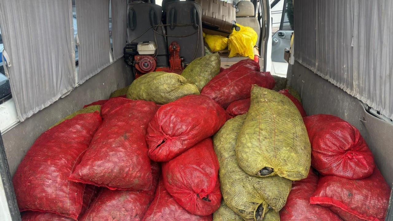 Samsun’da 1,5 Ton Kaçak Midye Ele Geçirildi, Doğaya Bırakıldı