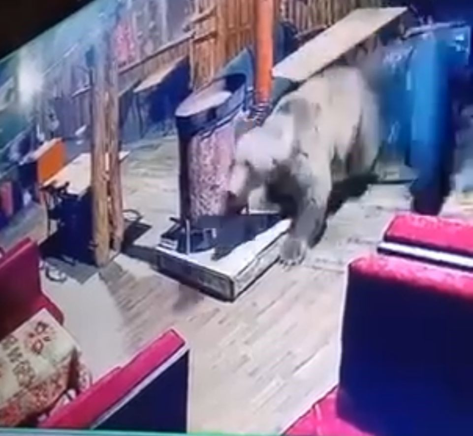 Uludağ’da Ayı Paniği: İşletmeye Girdi, Masaları Devirip Kaçtı - Sayfa 3