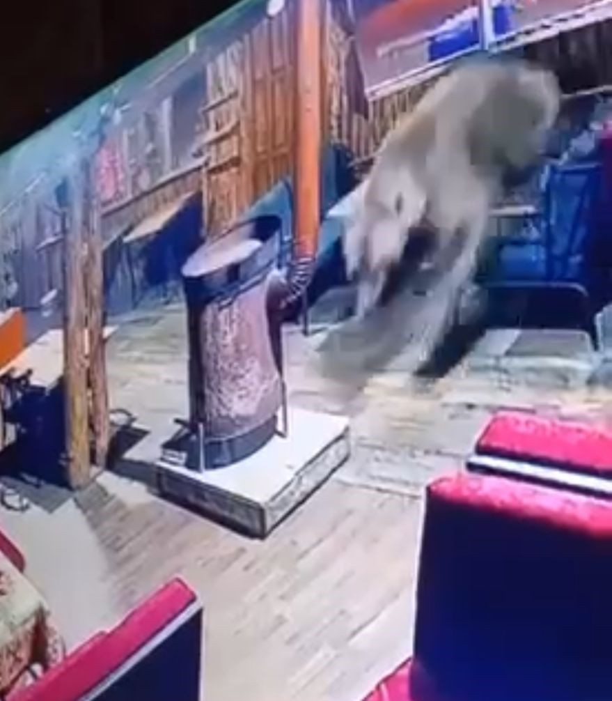 Uludağ’da Ayı Paniği: İşletmeye Girdi, Masaları Devirip Kaçtı - Sayfa 1