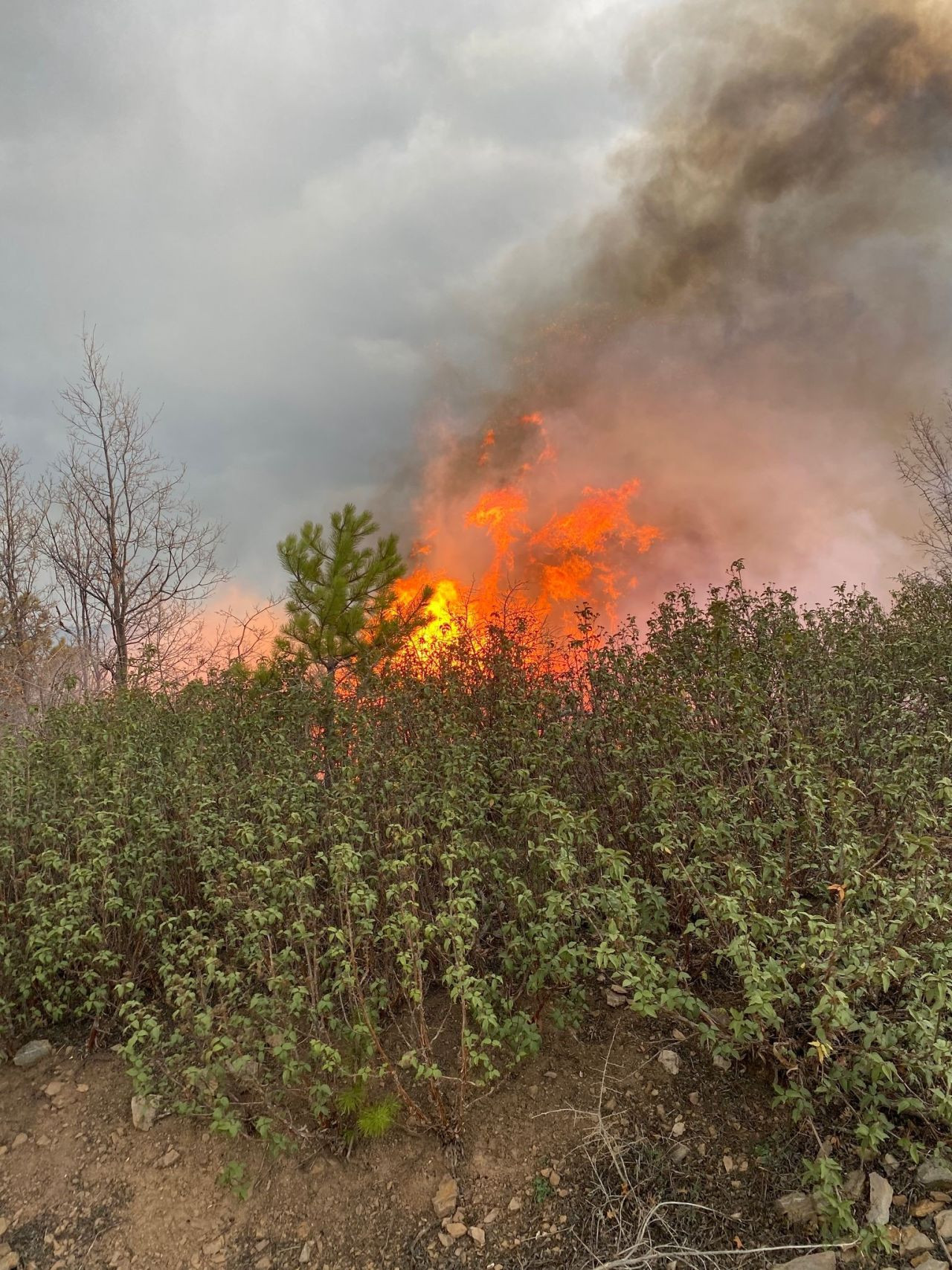 Kütahya’da Orman Yangını 10 Hektarlık Alanı Kül Etti - Sayfa 3