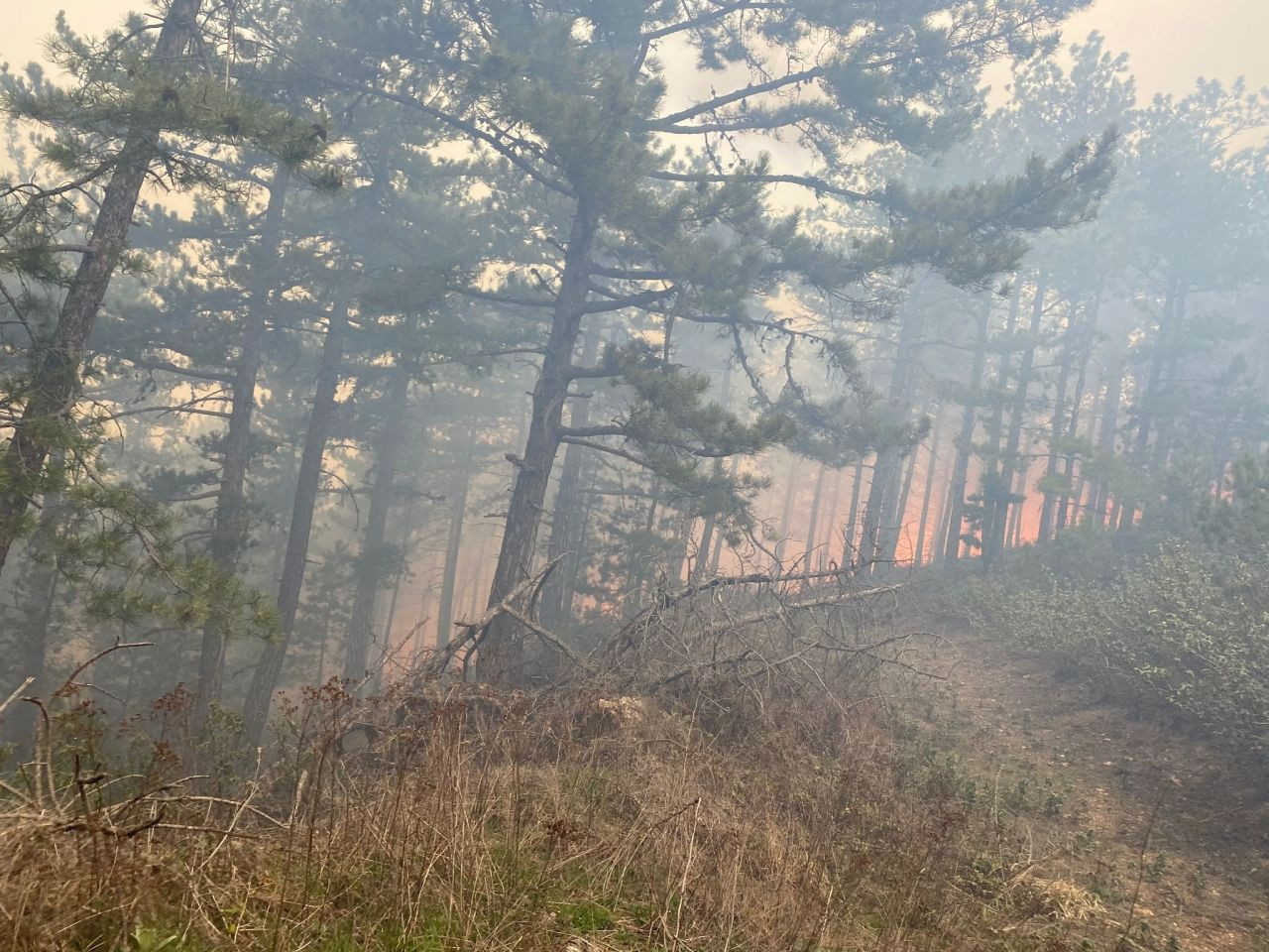 Kütahya’da Orman Yangını 10 Hektarlık Alanı Kül Etti - Sayfa 4