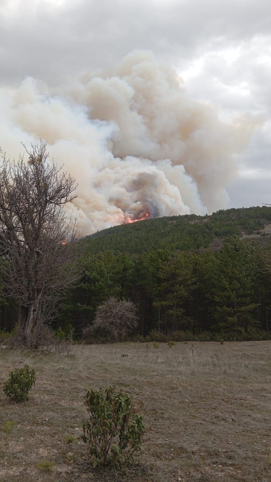 Kütahya’da Orman Yangını 10 Hektarlık Alanı Kül Etti - Sayfa 2