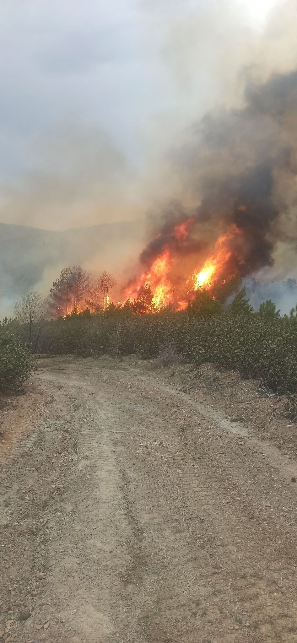 Kütahya’da Orman Yangını 10 Hektarlık Alanı Kül Etti - Sayfa 1