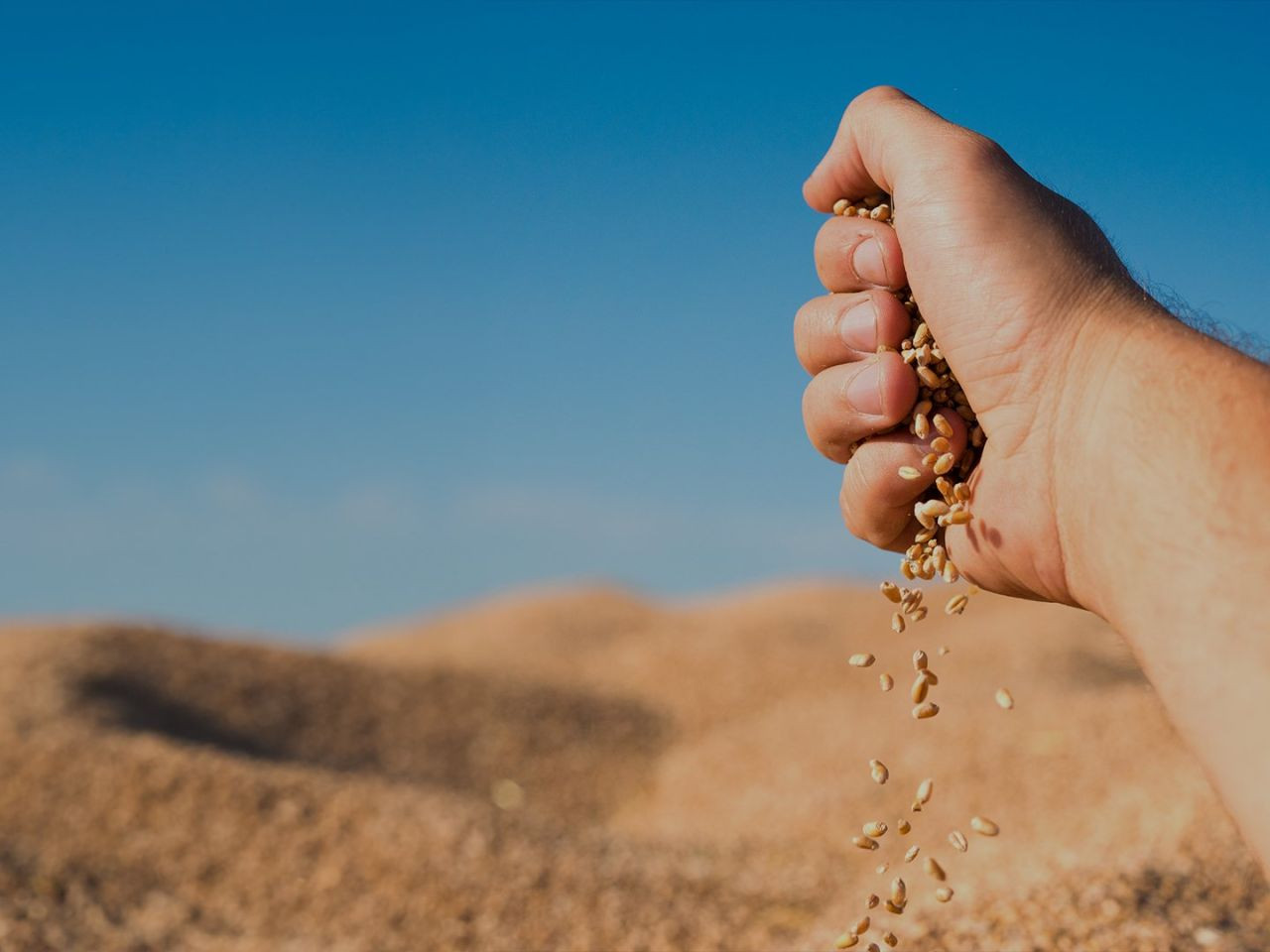 Türkiye Tohumculukta Zirveye Tırmanıyor: İhracat Yüzde 147 Artış Gösterdi! - Sayfa 6