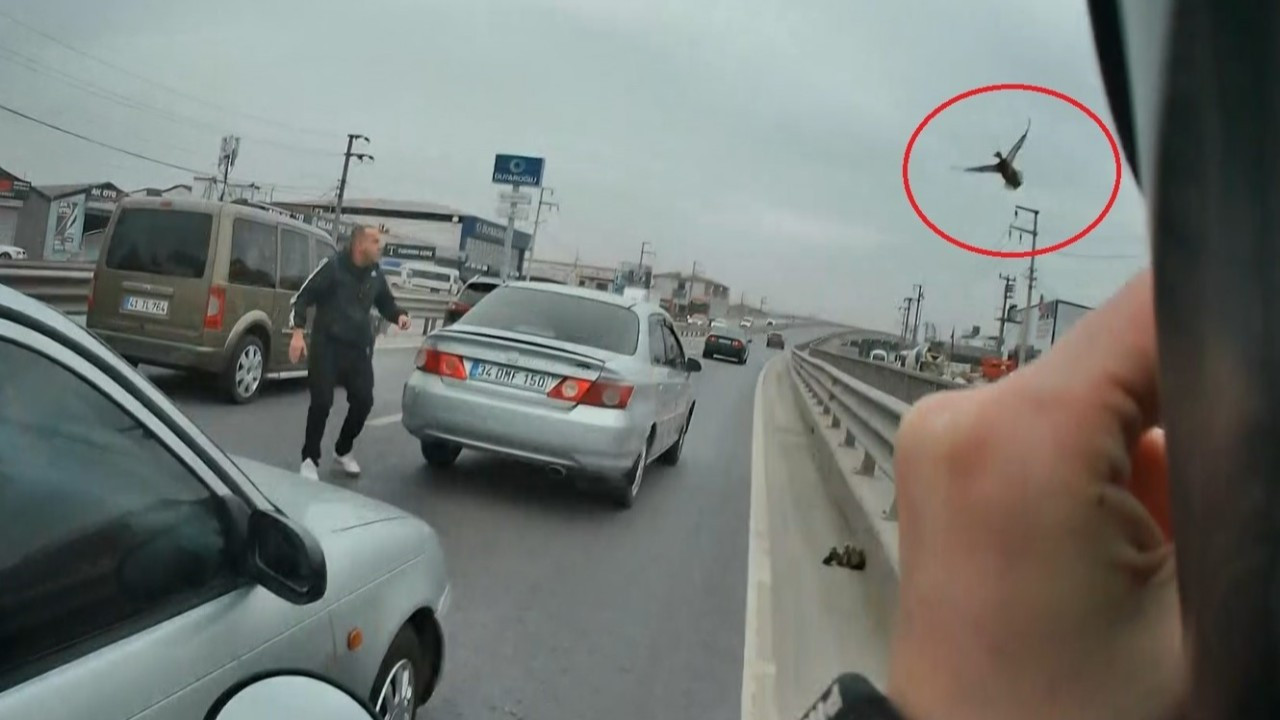 Yaramaz yavru ördekler D130 Karayolu'nu birbirine kattı! Trafiği durduran vatandaşlar yavruları ezilmekten kurtardı!