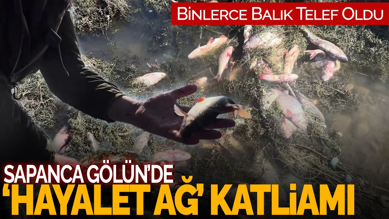 Sapanca Gölü'nde ‘Hayalet Ağ’ Katliamı! Binlerce Balık Telef Oldu