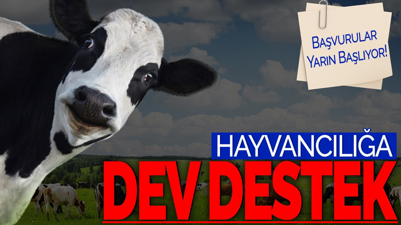 Hayvancılığa Dev Destek! Başvurular Yarın Başlıyor!