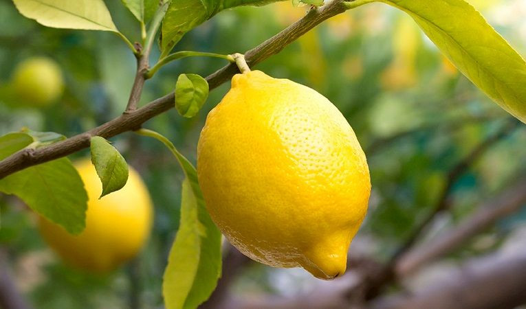 Limon İhracatı Yükseldi! Irak, Türk Limonunun Yeni Birincisi Oldu! - Sayfa 4