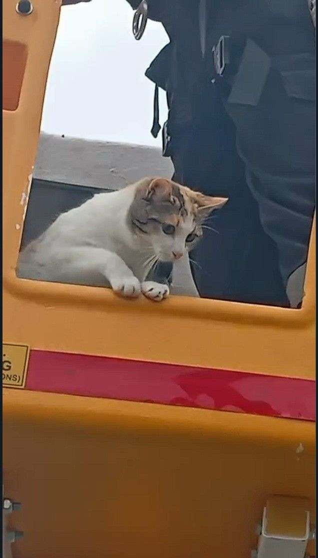 SEDAŞ Ekiplerinden Duyarlı Müdahale: Direkte Mahsur Kalan Kedi Kurtarıldı - Sayfa 4