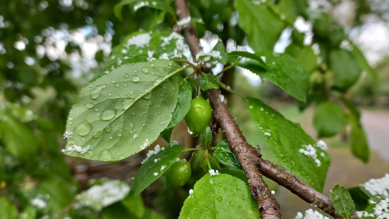 Düzce'de Nisan Karı: Eriğin Üzerine Kar Yağdı