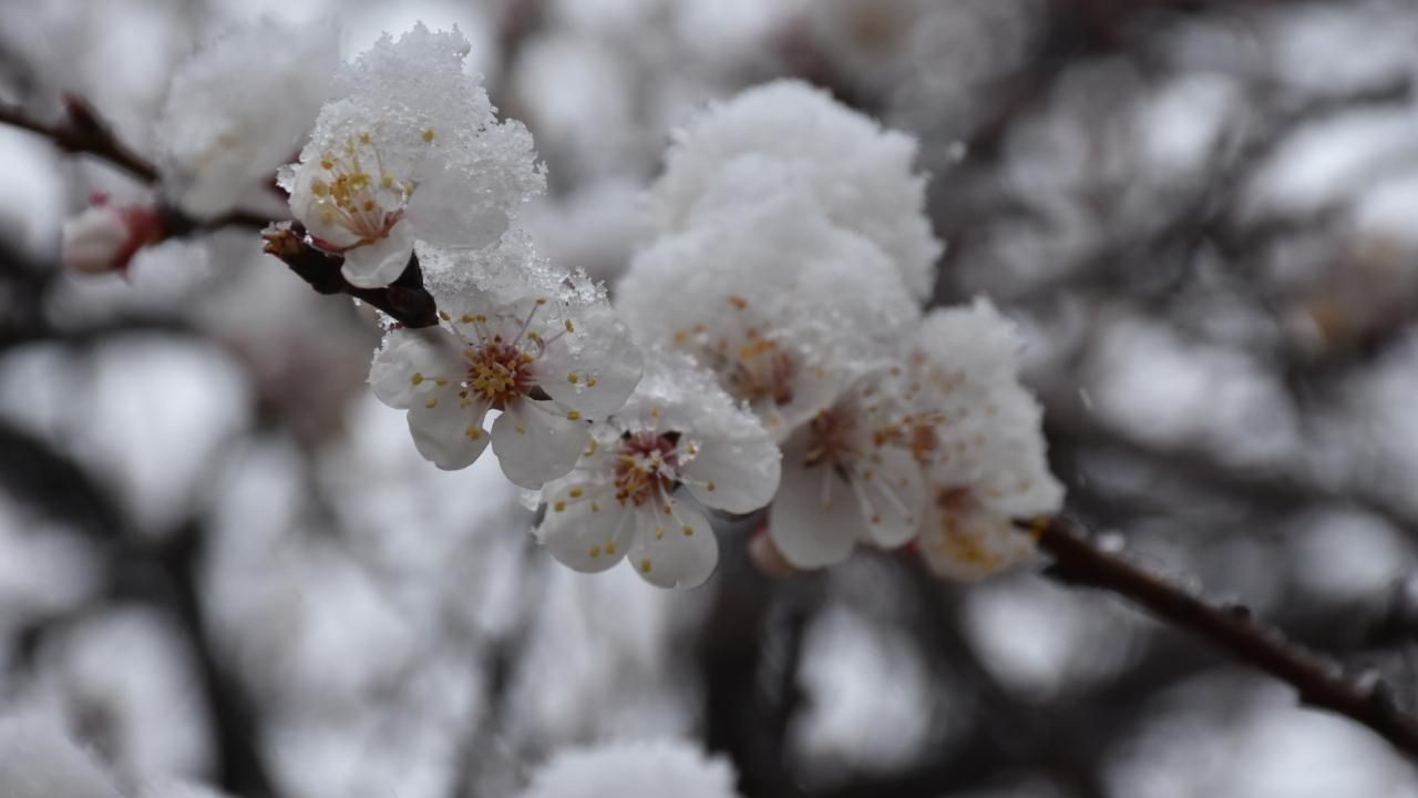 Meteorolojiden Zirai Don Uyarsı: Soğuk Hava Tarımı Tehdit Ediyor - Sayfa 3