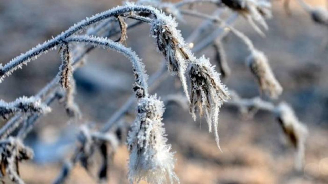 Meteorolojiden Zirai Don Uyarsı: Soğuk Hava Tarımı Tehdit Ediyor - Sayfa 1