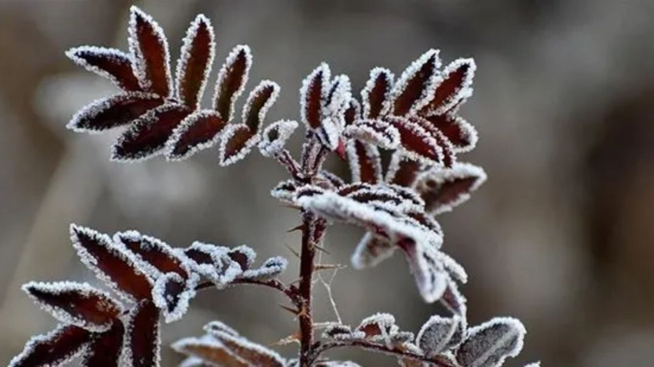 Meteorolojiden Zirai Don Uyarsı: Soğuk Hava Tarımı Tehdit Ediyor - Sayfa 2