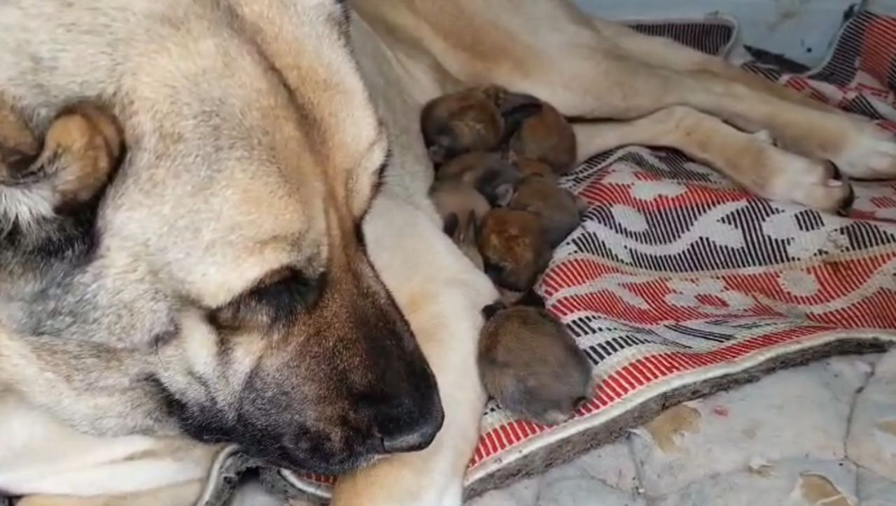 Annelik İçgüdüsü Sınır Tanımadı: Kangal Köpeği Şimdi De Tavşanlara Bakıyor - Sayfa 1