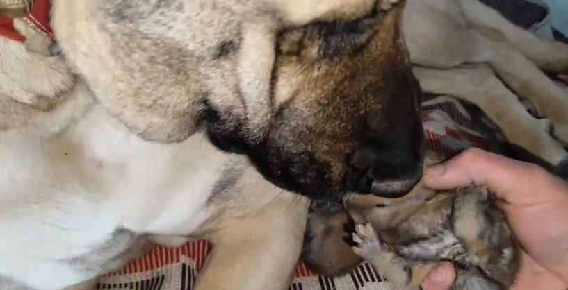 Annelik İçgüdüsü Sınır Tanımadı: Kangal Köpeği Şimdi De Tavşanlara Bakıyor - Sayfa 2
