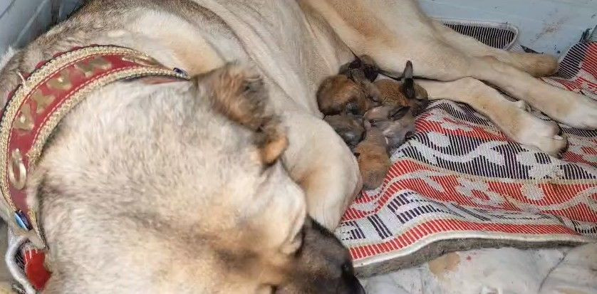 Annelik İçgüdüsü Sınır Tanımadı: Kangal Köpeği Şimdi De Tavşanlara Bakıyor - Sayfa 3