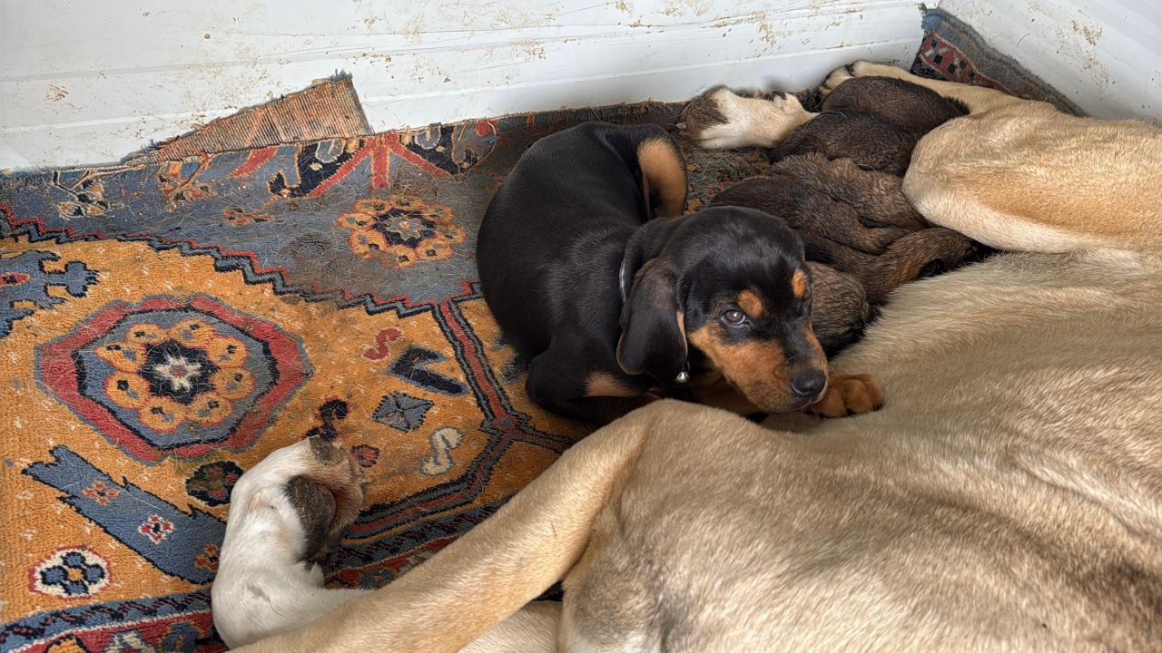 Annelik İçgüdüsü Sınır Tanımadı: Kangal Köpeği Şimdi De Tavşanlara Bakıyor - Sayfa 4