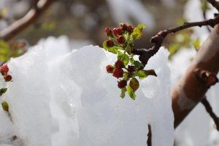 Yahyalı'da Elma Ağaçlarını Don Vurdu, Zarar Büyük - Sayfa 5
