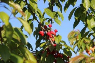 İlk Kirazın Kilosu 3 Bin 500 TL'den Satıldı - Sayfa 5