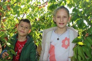 İlk Kirazın Kilosu 3 Bin 500 TL'den Satıldı - Sayfa 6