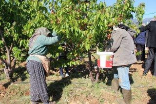 İlk Kirazın Kilosu 3 Bin 500 TL'den Satıldı - Sayfa 7