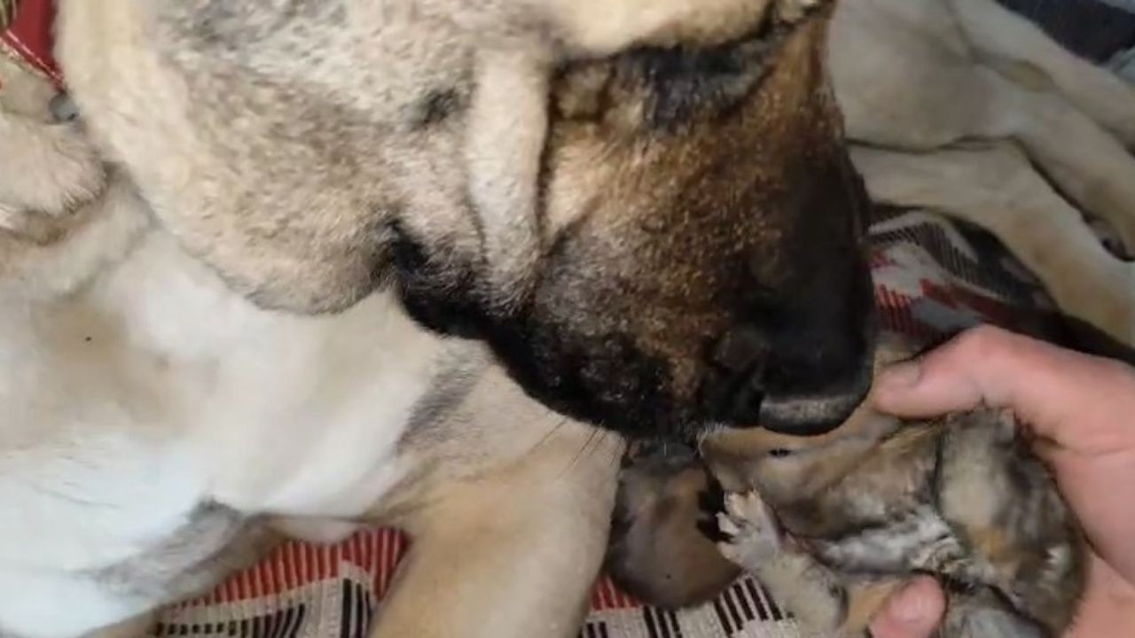 Annelik İçgüdüsü Sınır Tanımadı: Kangal Köpeği Şimdi De Tavşanlara Bakıyor