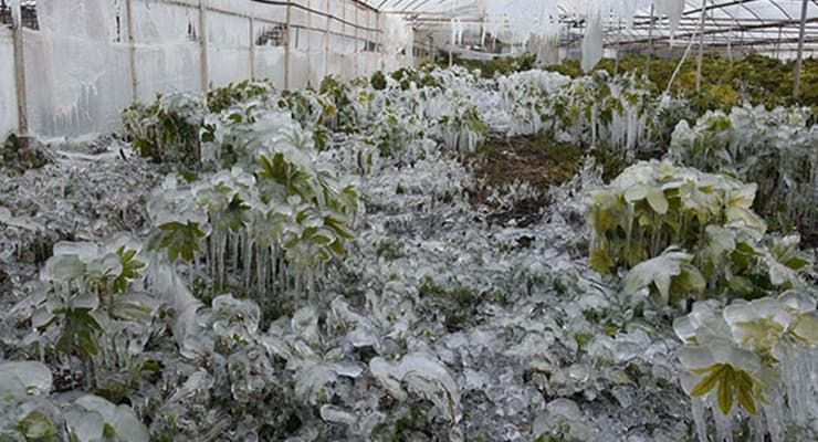 Çiftçiye Don Darbesi! Bakanlık Destek İçin Harekete Geçti - Sayfa 5
