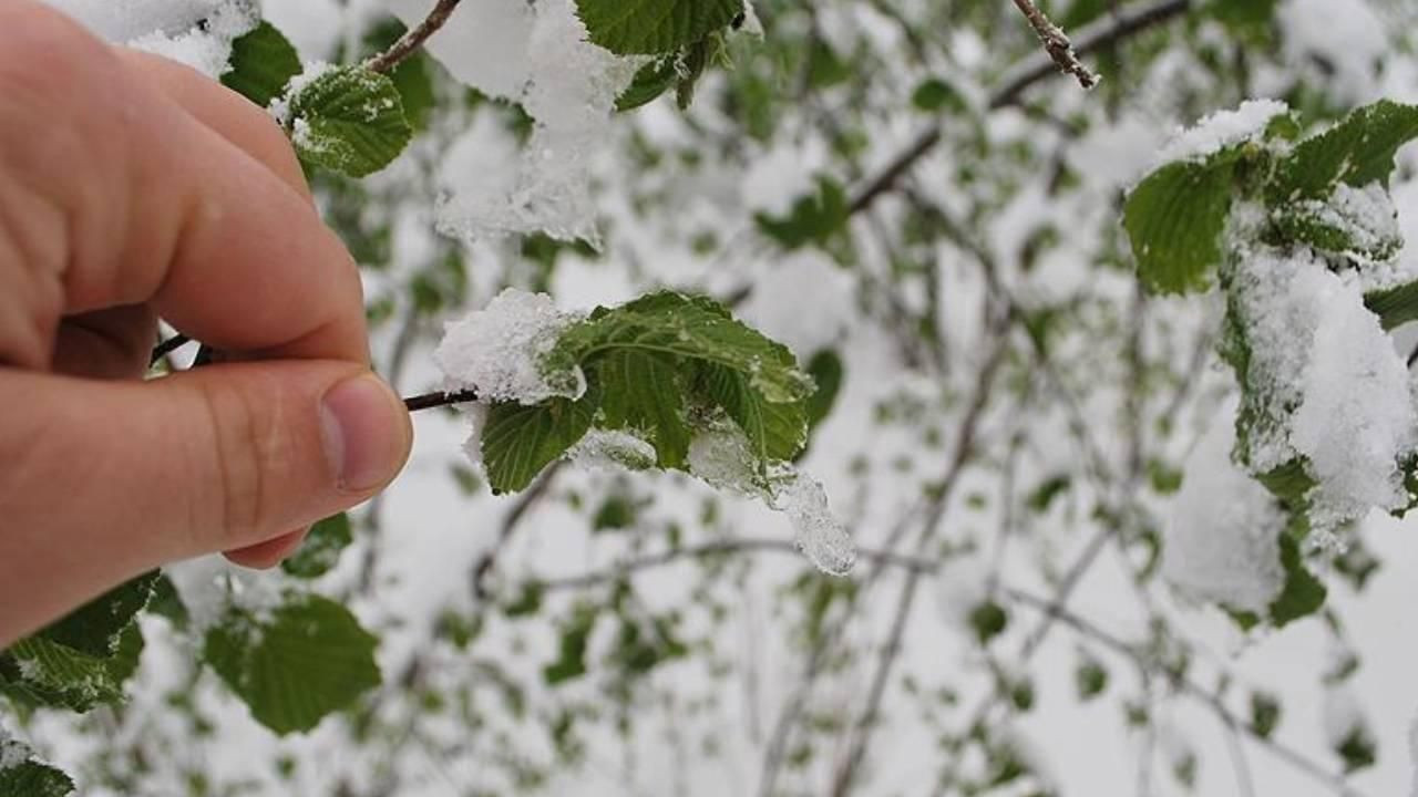 Çiftçiye Don Darbesi! Bakanlık Destek İçin Harekete Geçti - Sayfa 3