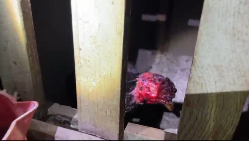 Horoz Dövüşüne Jandarma Baskını: 31 Kişiye 286 Bin TL Ceza Kesildi - Sayfa 2