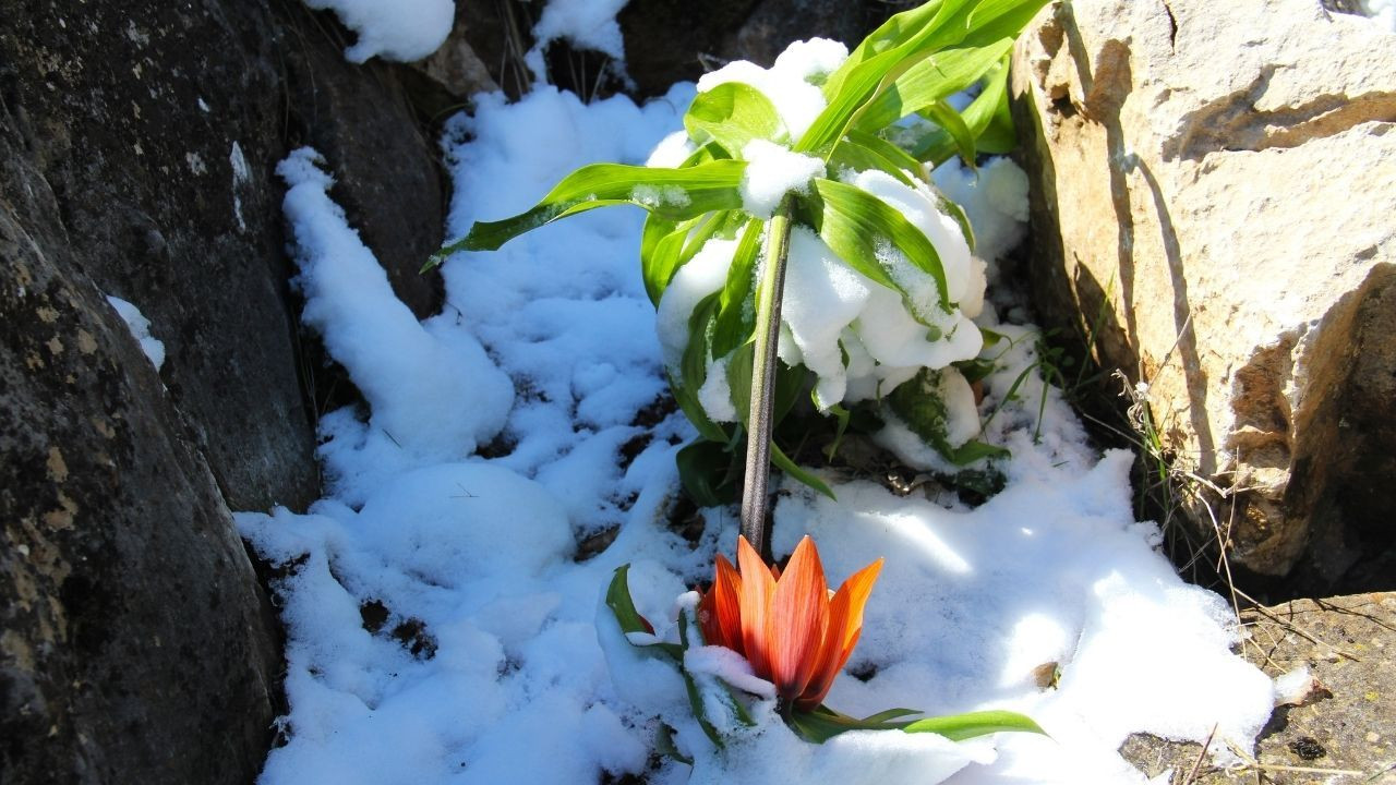 Kar altında kalan ters laleler görsel şölen sundu - Sayfa 5