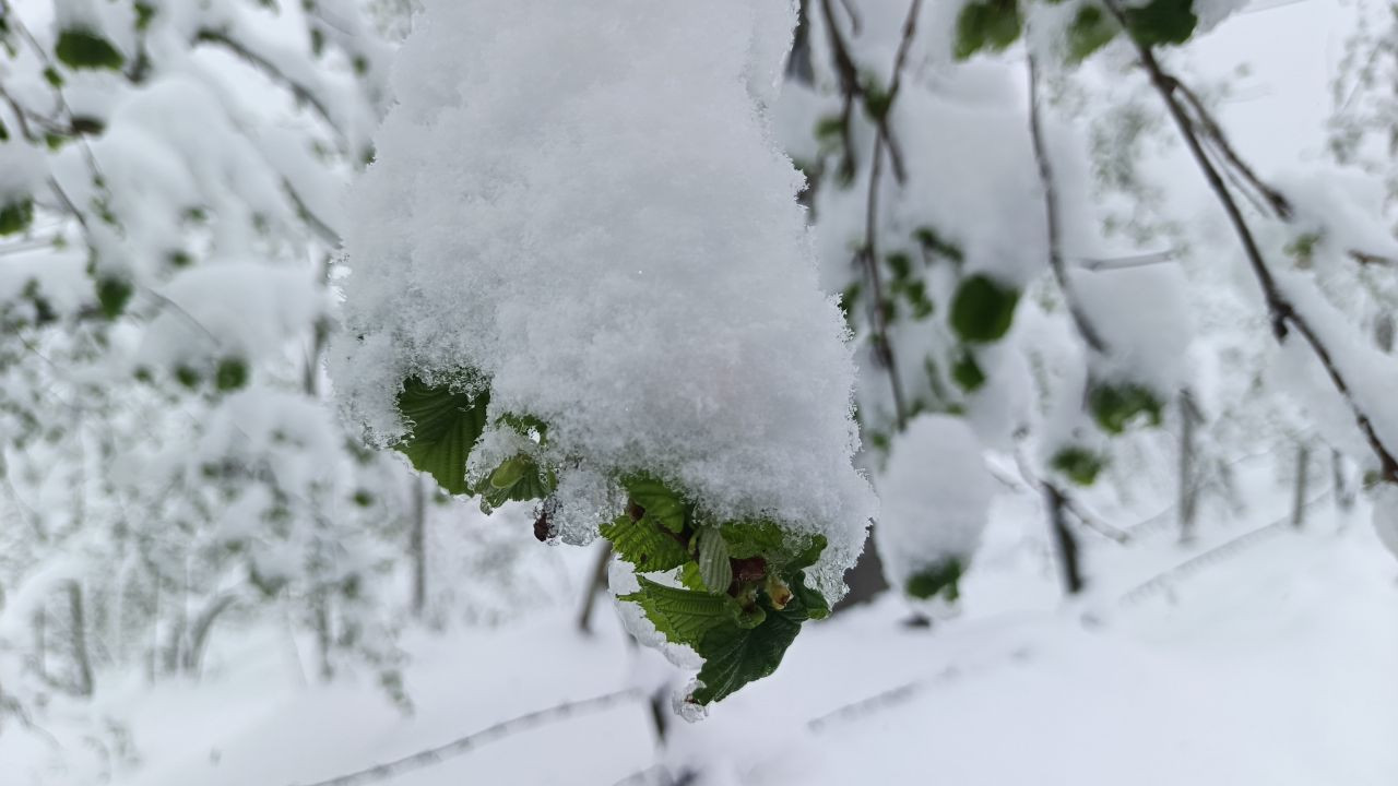 Soğuk Hava Fındığı Vurdu: Ordu’da Rekolte Düşüşü Bekleniyor - Sayfa 4