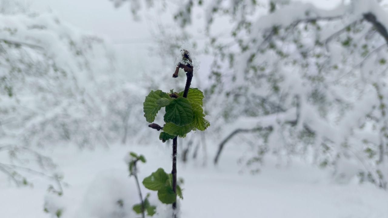 Soğuk Hava Fındığı Vurdu: Ordu’da Rekolte Düşüşü Bekleniyor - Sayfa 1