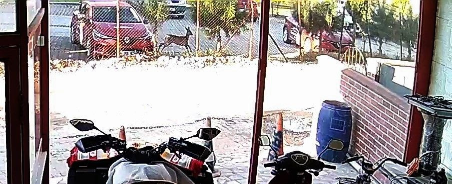 Hendek’te Sürpriz Ziyaretçi: Bahçede Karacayla Göz Göze Geldi - Sayfa 1