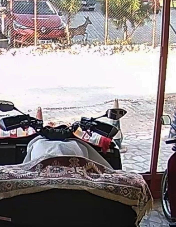 Hendek’te Sürpriz Ziyaretçi: Bahçede Karacayla Göz Göze Geldi - Sayfa 2