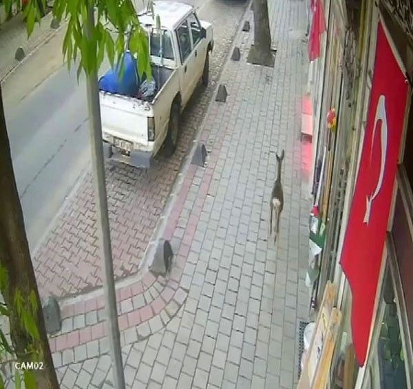 Hendek’te Sürpriz Ziyaretçi: Bahçede Karacayla Göz Göze Geldi - Sayfa 3