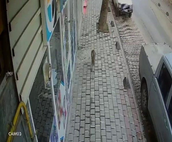 Hendek’te Sürpriz Ziyaretçi: Bahçede Karacayla Göz Göze Geldi - Sayfa 4